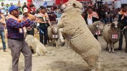 Burdur'da en güzel keçi ve koç yarışması yapıldı