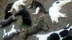 Karaman'da kedi ve köpekler telef edildi