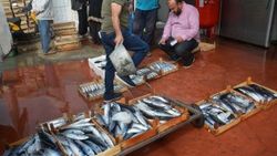 Düzce'de balıkçılar limana bol balıkla döndü