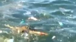 Caretta carettanın pislik içinde yaşam mücadelesi