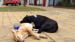 Sokak köpeği ölen arkadaşının yanından ayrılmadı