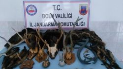 Bolu'da jandarmanın durdurduğu araçtan boynuz çıktı