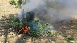 Bingöl'de 974 kök kenevir ele geçirildi