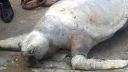 Fethiye'de ölü caretta bulundu