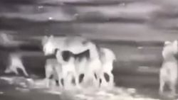 Erzurum'da kurtlar köpeği parçaladı