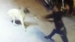 Taksim'de magandalar köpekleri bıçakladı