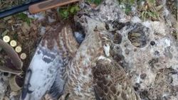 Hatay'da iki kaçak avcıya para cezası