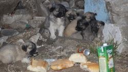 Lise öğrencisi yavru köpeklere sahip çıktı