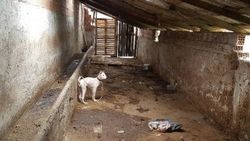 Arnavutköy'de çok sayıda köpek cesedi bulundu