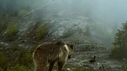 Artvin'deki yaban hayatından ilginç görüntüler
