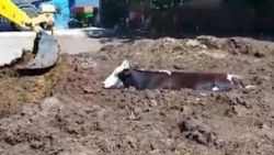Tekirdağ'da inek gübre yığının içinde kaldı