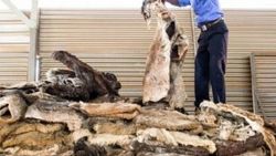 Güney Afrika’da 5 bin kaçak eşek derisi ele geçirildi