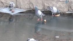 Porsuk çayında donan güvercinler
