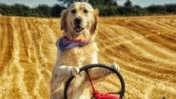 Tarlada traktör süren köpek