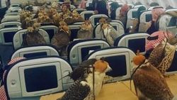 Suudi prensten şahinlere uçak bileti