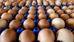 Avrupa'da yumurta krizi büyüyor