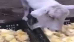 Çin'de keçi civciv yedi
