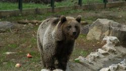 İstanbul'da 1 aslan ve 2 ayı aranıyor