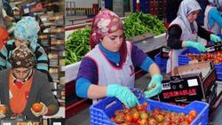 Rusya ile kriz en çok domatesi vurdu