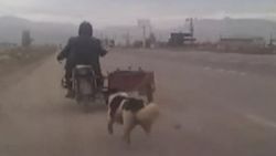 Köpeği motorun arkasına bağlayıp eziyet etti