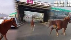 Bursa'da otobanda araçlarla yarışan at