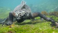 Su altındaki Godzilla benzeri canlı kamerada