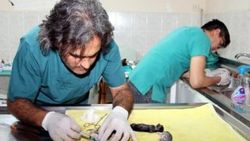 Yavru kedi, ezilen annesinin karnından sağ çıkarıldı