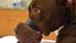 Köpeğin ağzını bantlayarak işkence eden cani bulundu