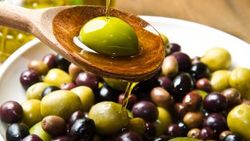 Zeytin üreticisi yağmurun yağmasını bekliyor