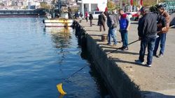 Deniz suyunun ani soğuması balıkları şoka soktu