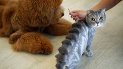 Pet shop'larda kedi ve köpek satışına yasak