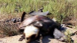 Fethiye’de yakılmış Caretta Caretta bulundu