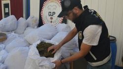 Diyarbakır'da 4 bin kök kenevir ele geçirildi