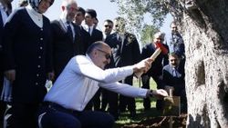 Bakan Müezzinoğlu 415 yıllık zeytin ağacı dikti