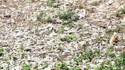 Yalova'da yere çekirdek kabuğu atanlara para cezası
