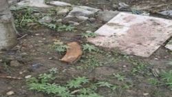 Şırnak'ta teröristin bahçesinden hint keneviri çıktı