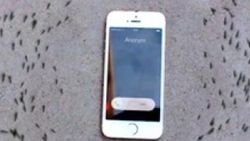 iPhone'un etrafında daire çizen karıncalar İZLE