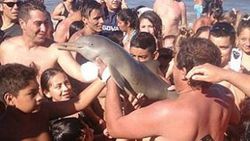 Selfie uğruna yavru yunusu susuzluktan öldürdüler