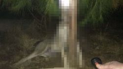 Manisa'da tecavüz edilen köpeği asarak öldürdüler