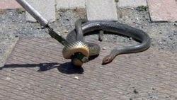 Kocaeli'de yılan paniği
