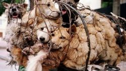 Çin'deki Köpek Yeme Festivali'nden 100 köpek kurtarıldı