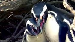 Eşini başka erkekle basan penguen kavga çıkardı