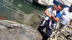 Gemlik'te dev güneş balığı yakalandı
