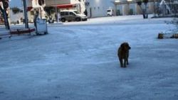 Ayvalık buz tuttu