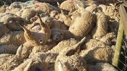 Köpeklerin kovaladığı 116 koyun şok geçirip telef oldu