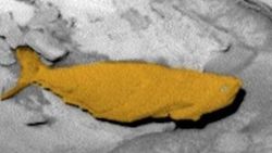 Mars'tan gelen balina benzeri görüntü