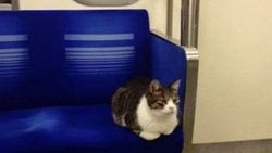 Metro ile seyahat eden Tokyolu fenomen kedi