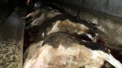Yozgat'ta ahıra yıldırım düştü
