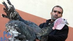 Yılbaşı hindileri elde kaldı