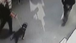 Bursa'da pitbull dehşeti